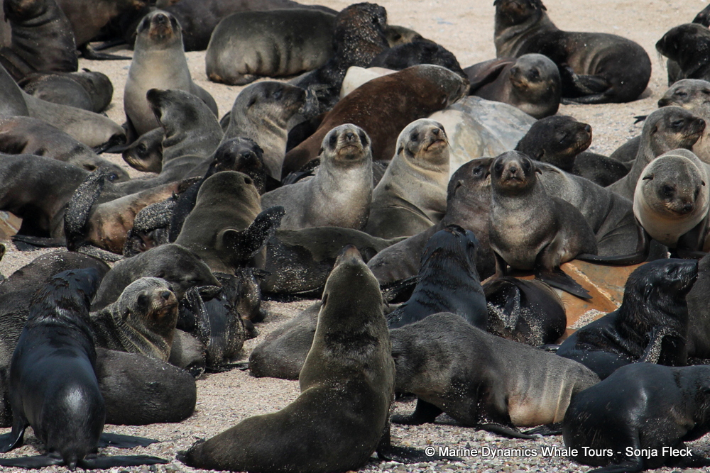 Cape fur seal, whale watching, gansbaai, south africa,