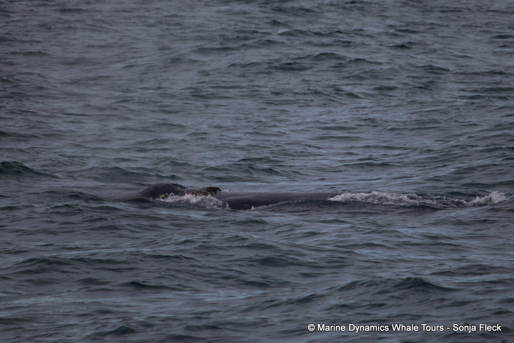 Humpback whale, whale watching, gansbaai, south africa,