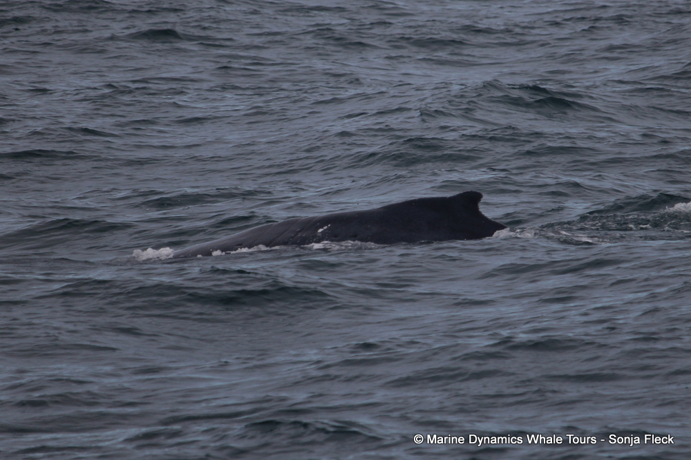 Humpback whale, whale watching, gansbaai, south africa,