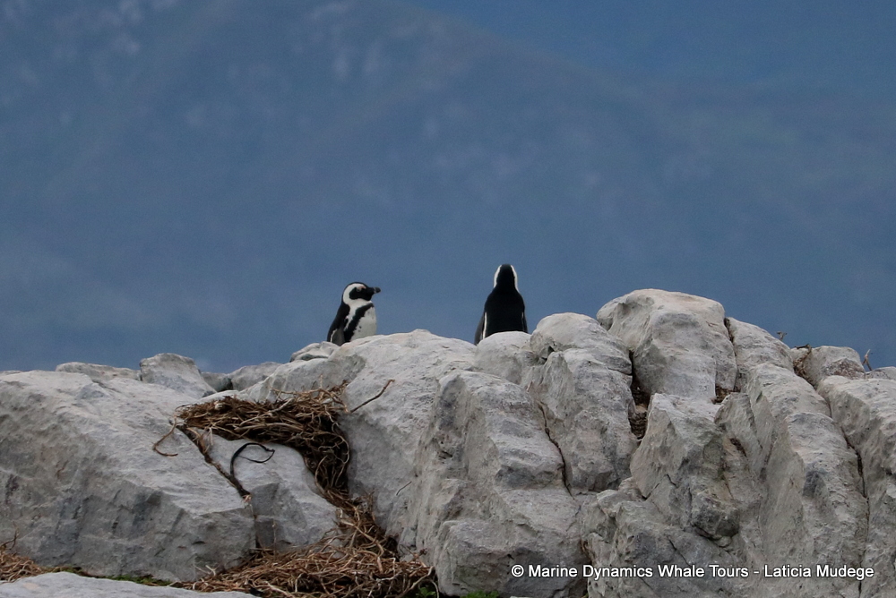 Africa Penguin ,whale watching, gansbaai, south africa,