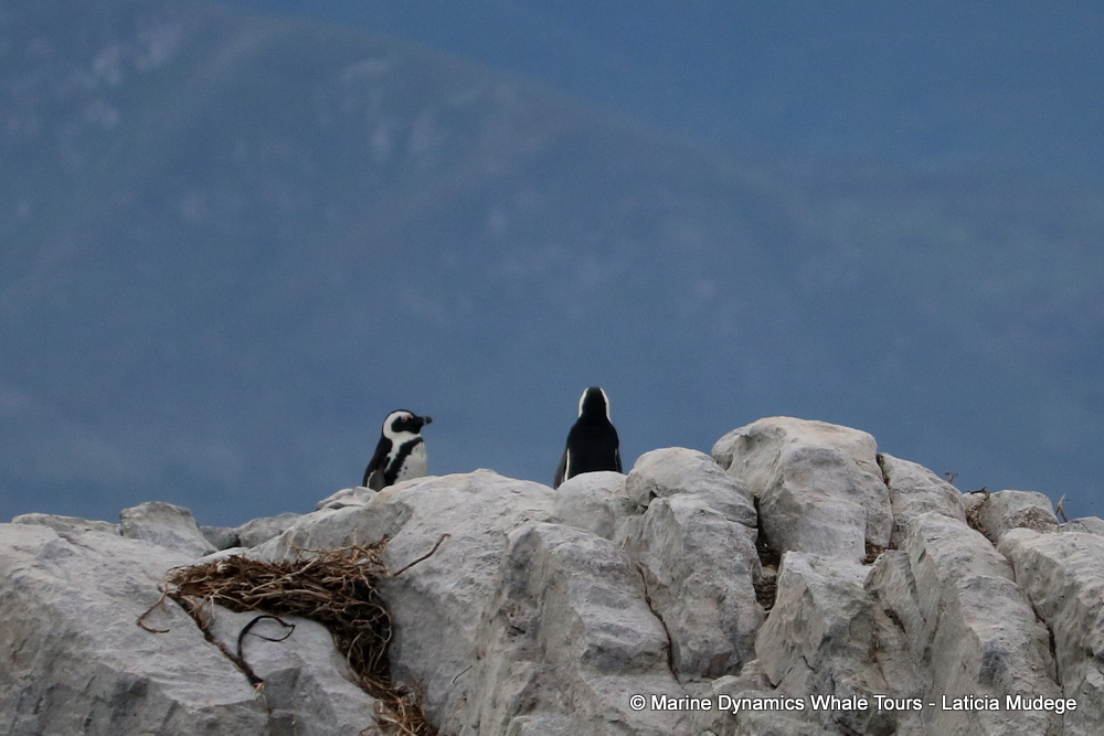 Africa Penguin ,whale watching, gansbaai, south africa,