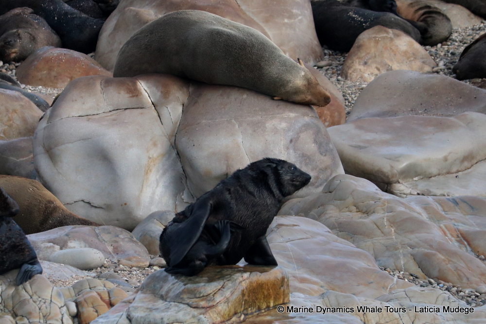 Cape fur seal, whale watching, gansbaai, south africa,
