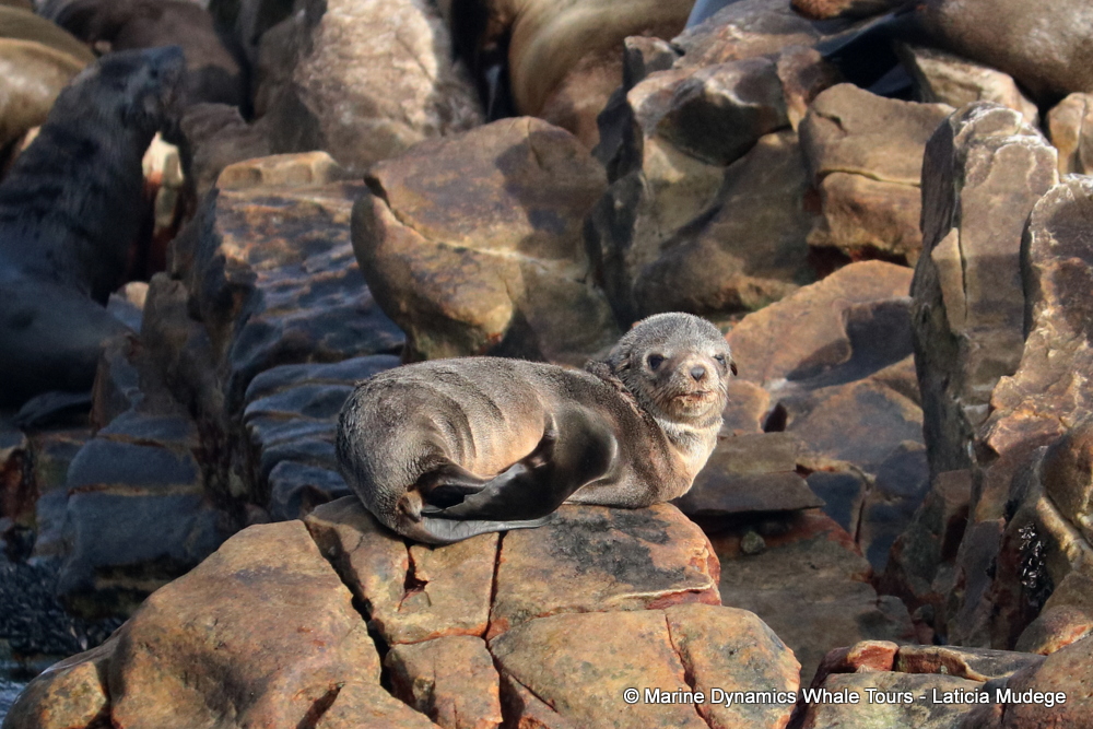 Cape fur seal, whale watching, gansbaai, south africa,