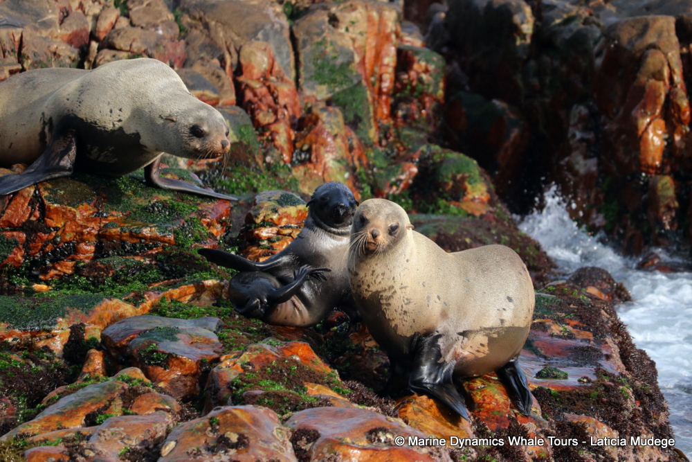 Cape fur seal, whale watching, gansbaai, south africa,