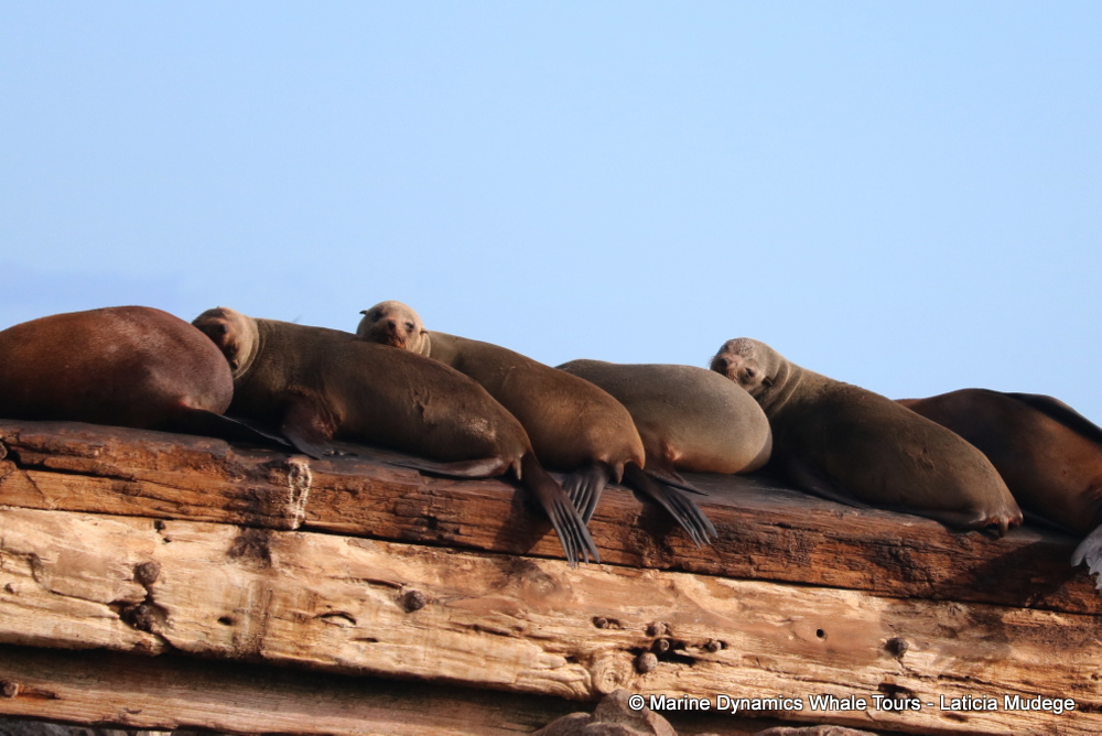 Cape fur seal, whale watching, gansbaai, south africa,