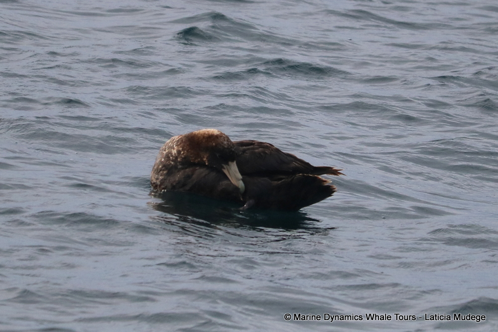 Giant Petrel, whale watching, gansbaai, south africa,