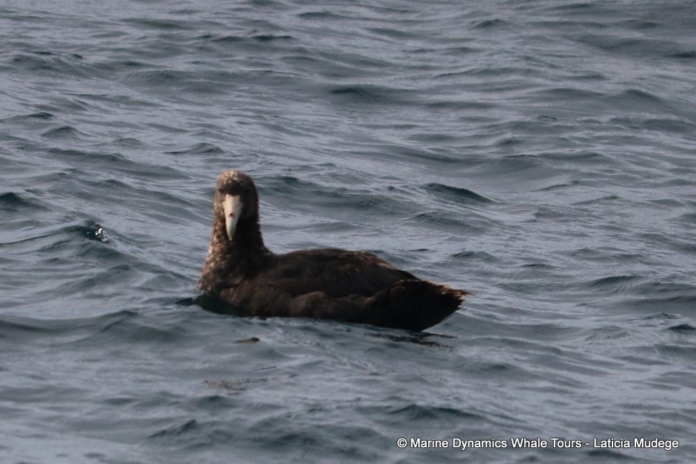 Giant Petrel, whale watching, gansbaai, south africa,