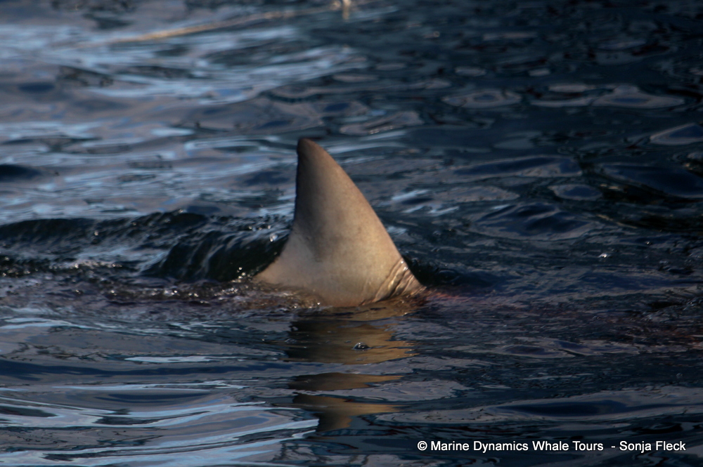 bronze whaler shark, whale watching, gansbaai, south africa,