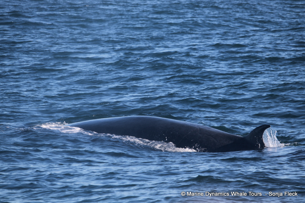 Bryde's whale, whale watching, gansbaai, south africa,