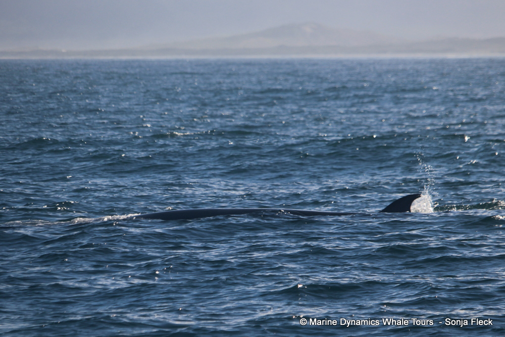 Bryde's whale, whale watching, gansbaai, south africa,