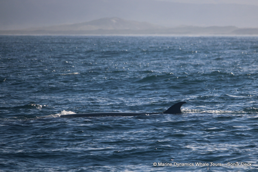 Bryde's whale, whale watching, gansbaai, south africa,
