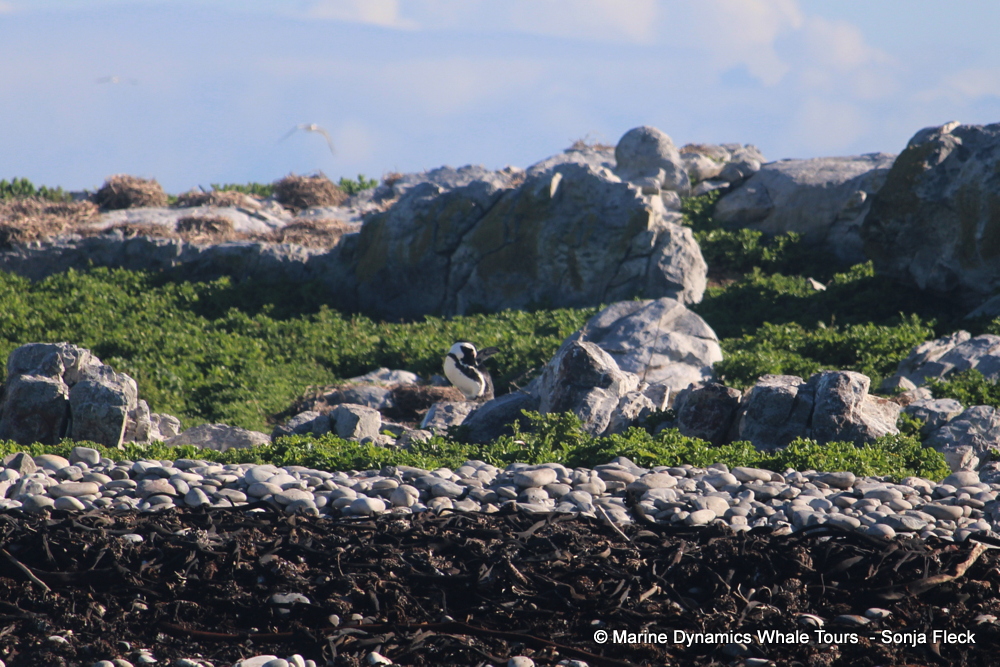 Africa Penguin ,whale watching, gansbaai, south africa,