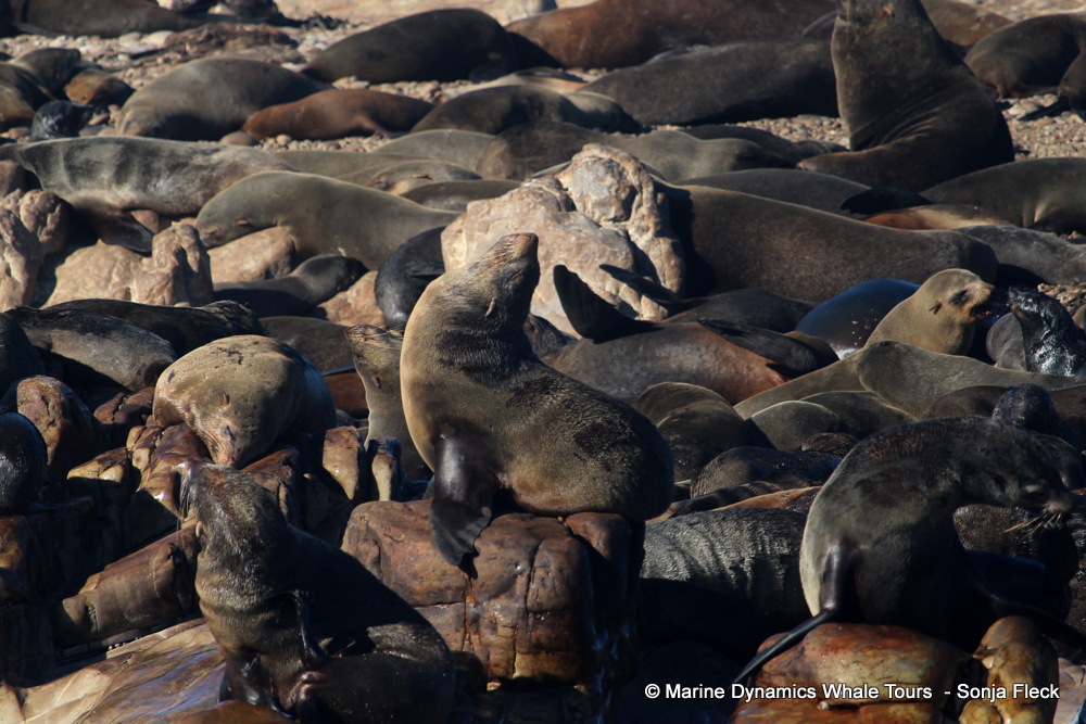 Cape fur seal, whale watching, gansbaai, south africa,