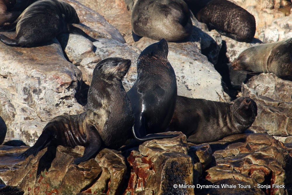 Cape fur seal, whale watching, gansbaai, south africa,