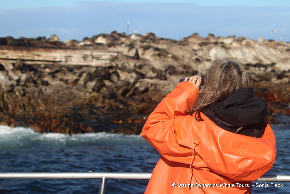 Cape fur seal, whale watching, gansbaai, south africa,