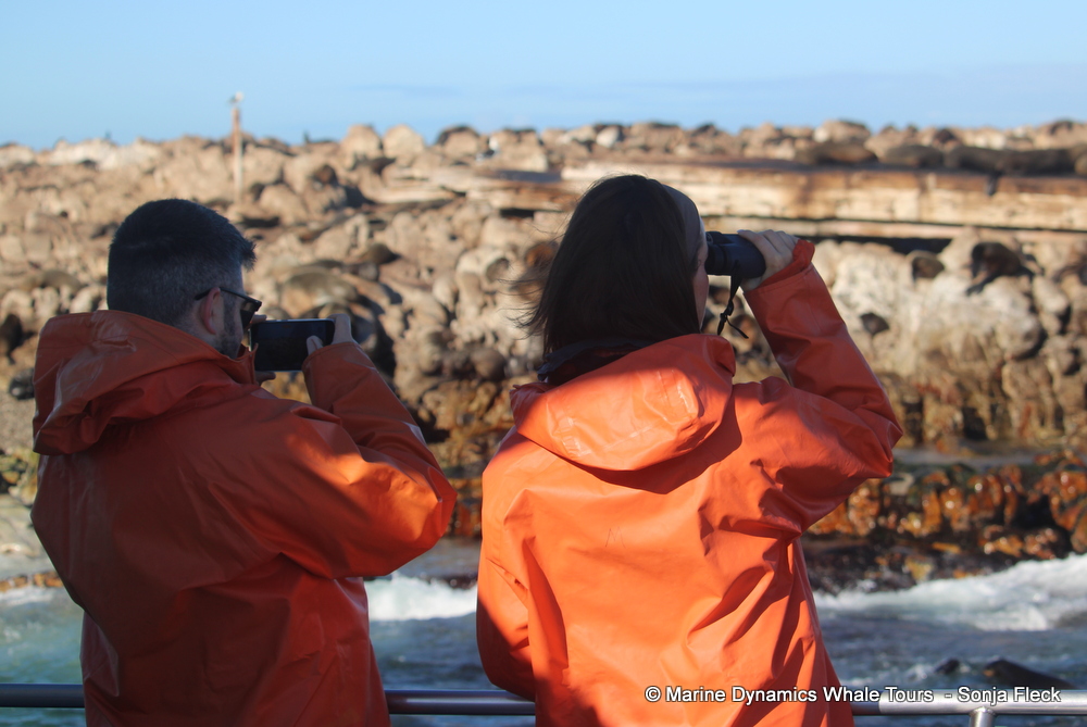 Cape fur seal, whale watching, gansbaai, south africa,