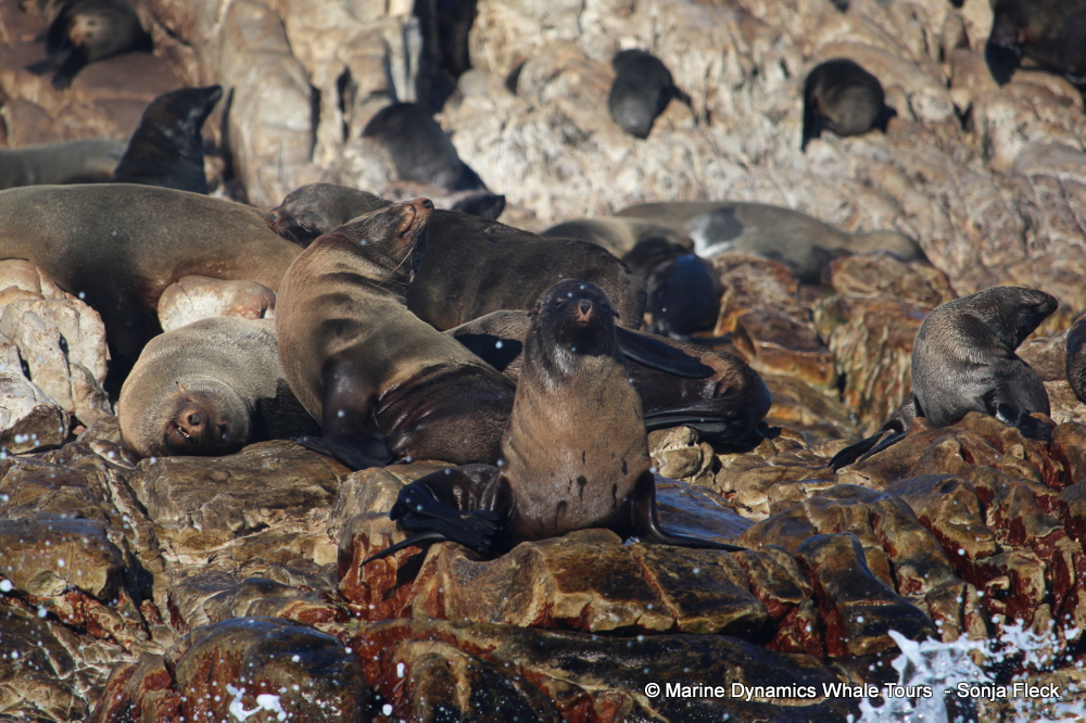 Cape fur seal, whale watching, gansbaai, south africa,