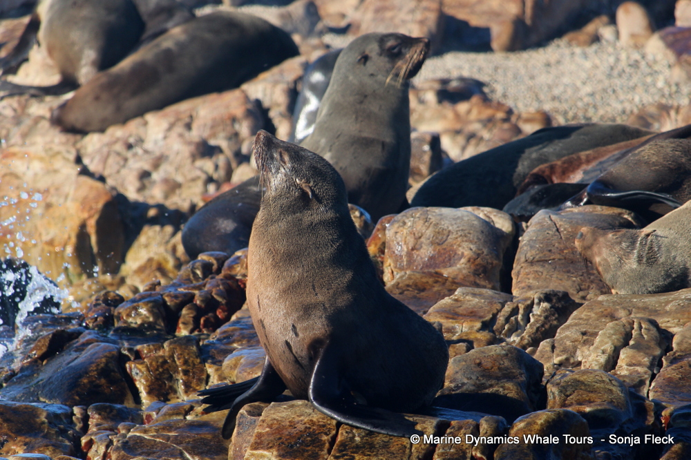 Cape fur seal, whale watching, gansbaai, south africa,