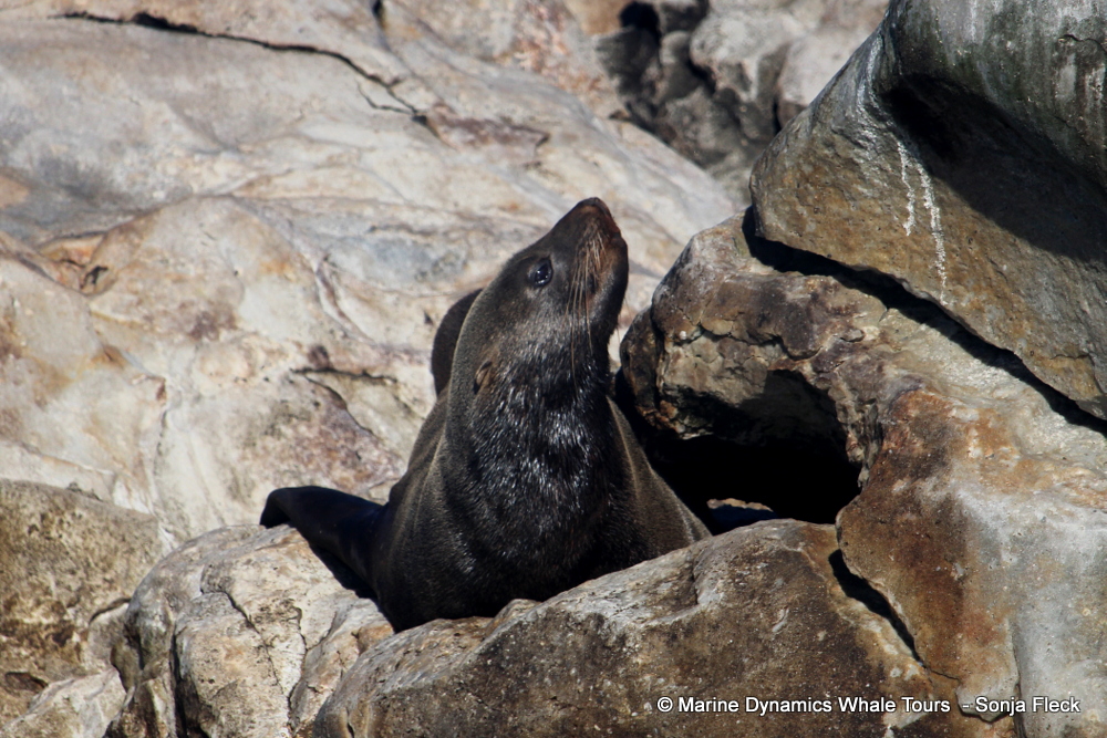 Cape fur seal, whale watching, gansbaai, south africa,