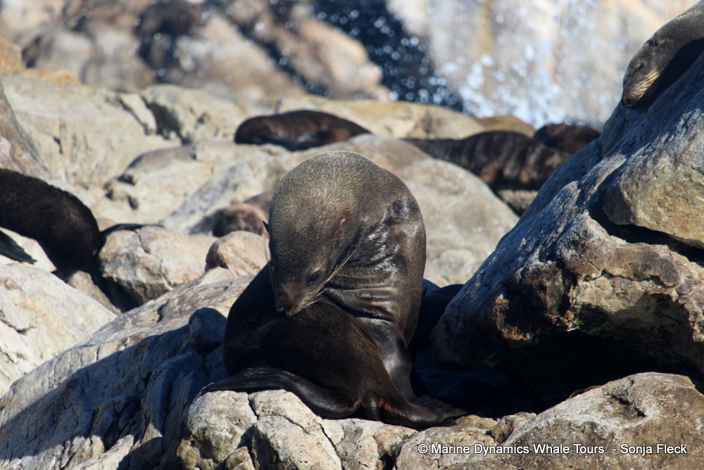 Cape fur seal, whale watching, gansbaai, south africa,