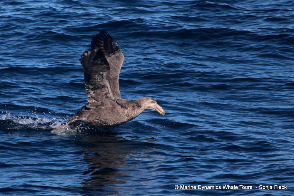 Giant Petrel, whale watching, gansbaai, south africa,