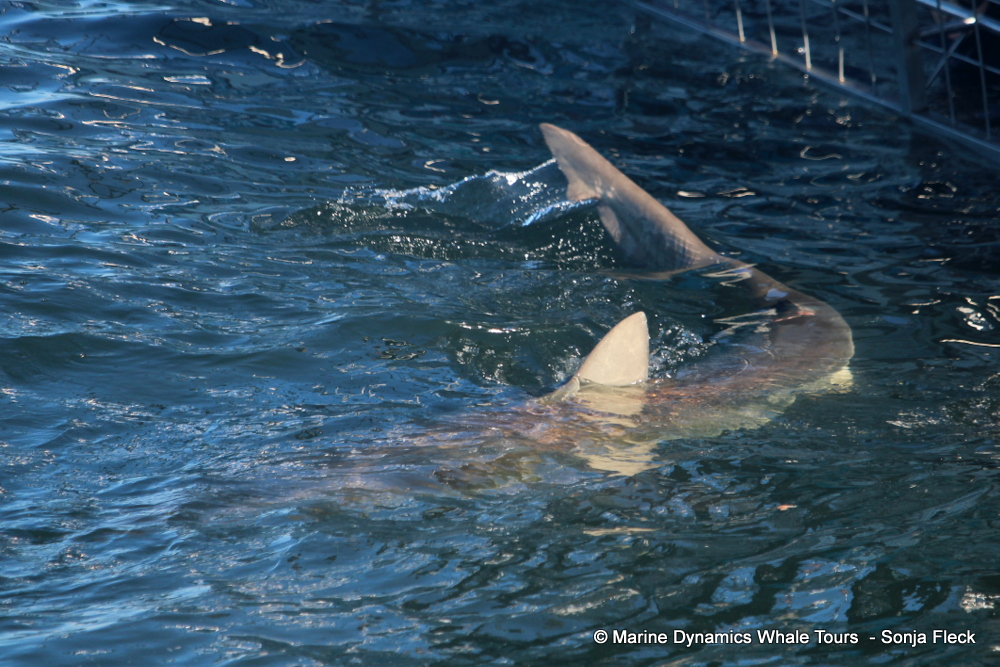 bronze whaler shark, whale watching, gansbaai, south africa,