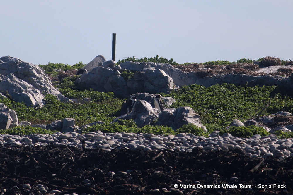 Africa Penguin ,whale watching, gansbaai, south africa,