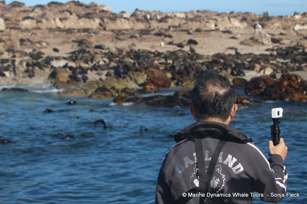 Cape fur seal, whale watching, gansbaai, south africa,