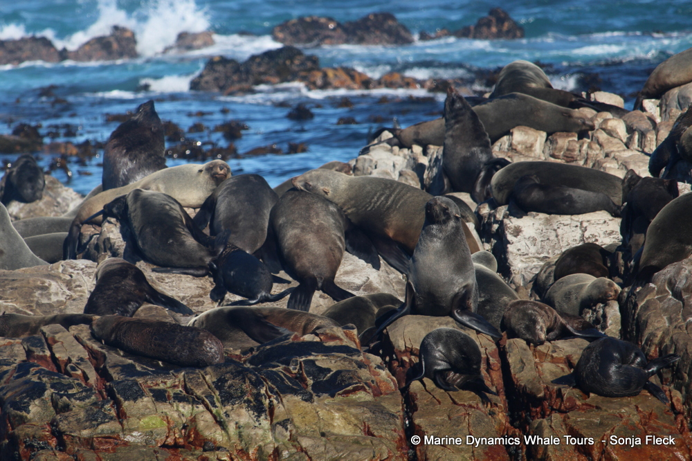 Cape fur seal, whale watching, gansbaai, south africa,