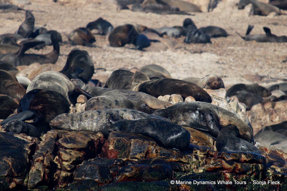 Cape fur seal, whale watching, gansbaai, south africa,