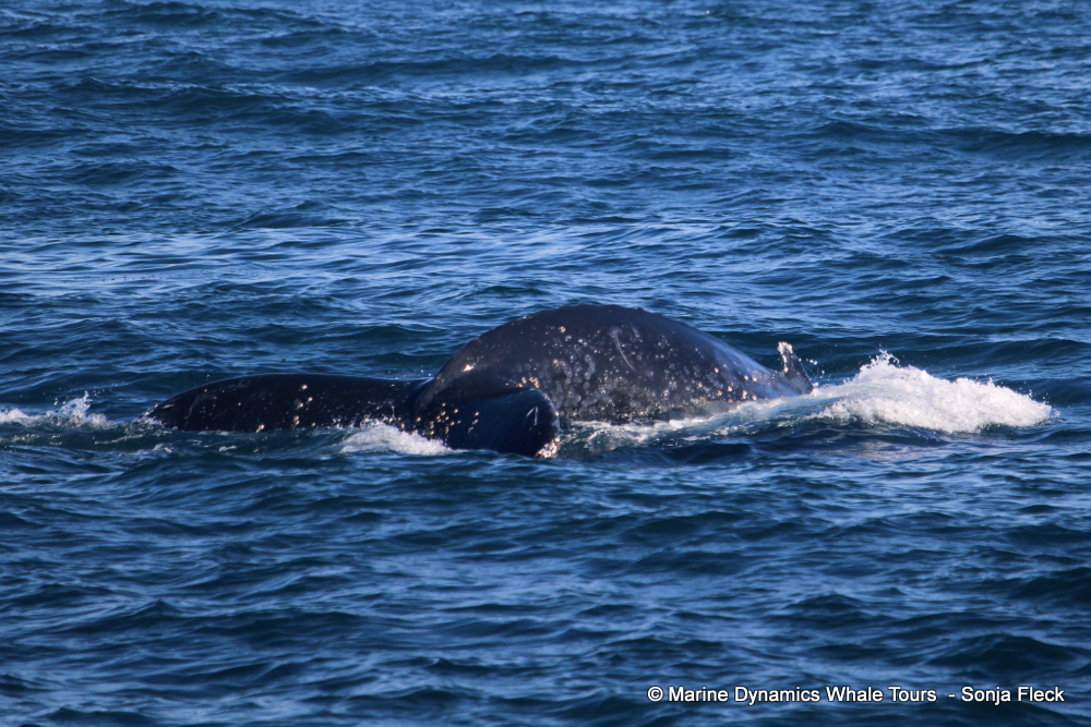 Humpback whale, whale watching, gansbaai, south africa,