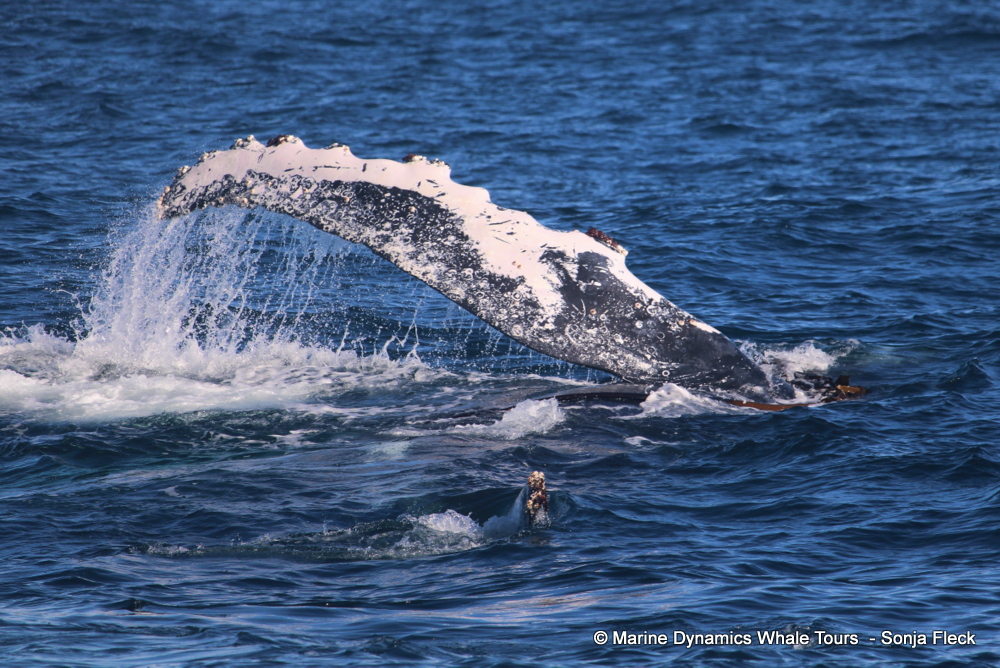 Humpback whale, whale watching, gansbaai, south africa,