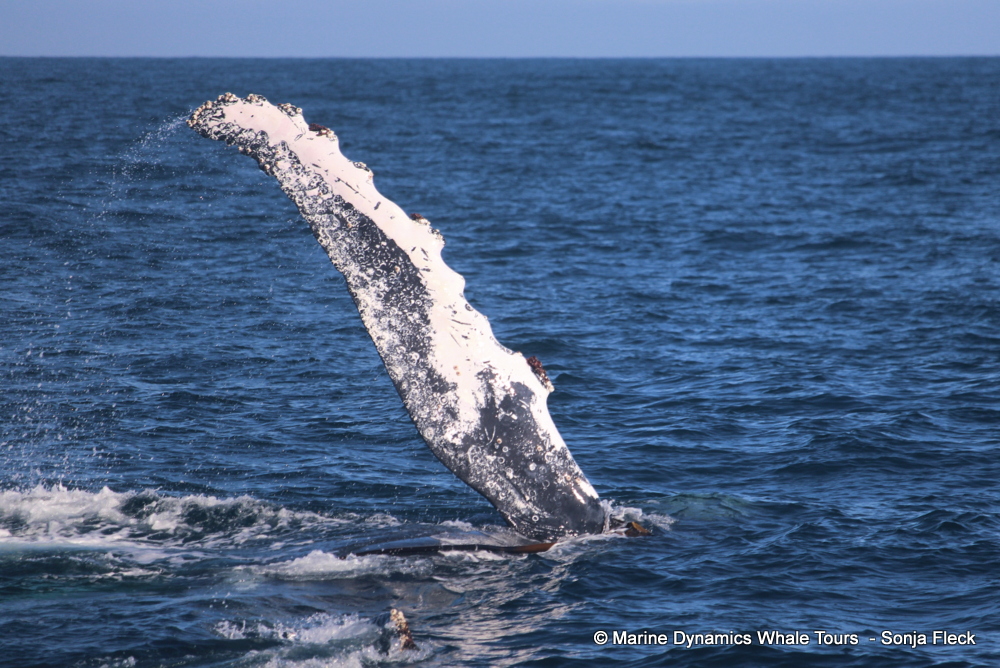 Marine Big 5 Daily Blog 23 May