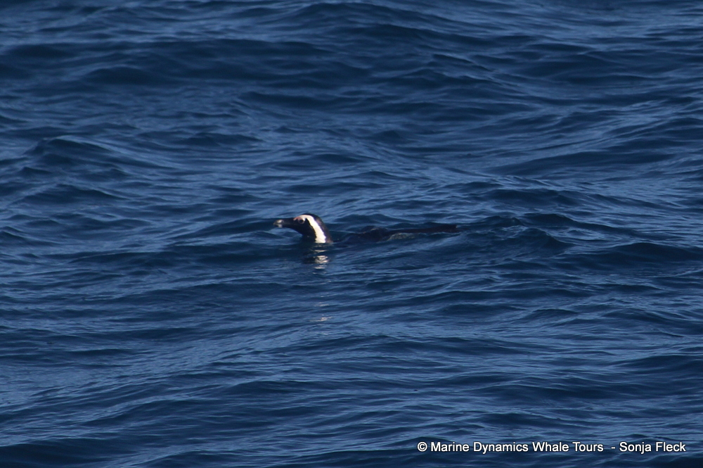 Africa Penguin ,whale watching, gansbaai, south africa,