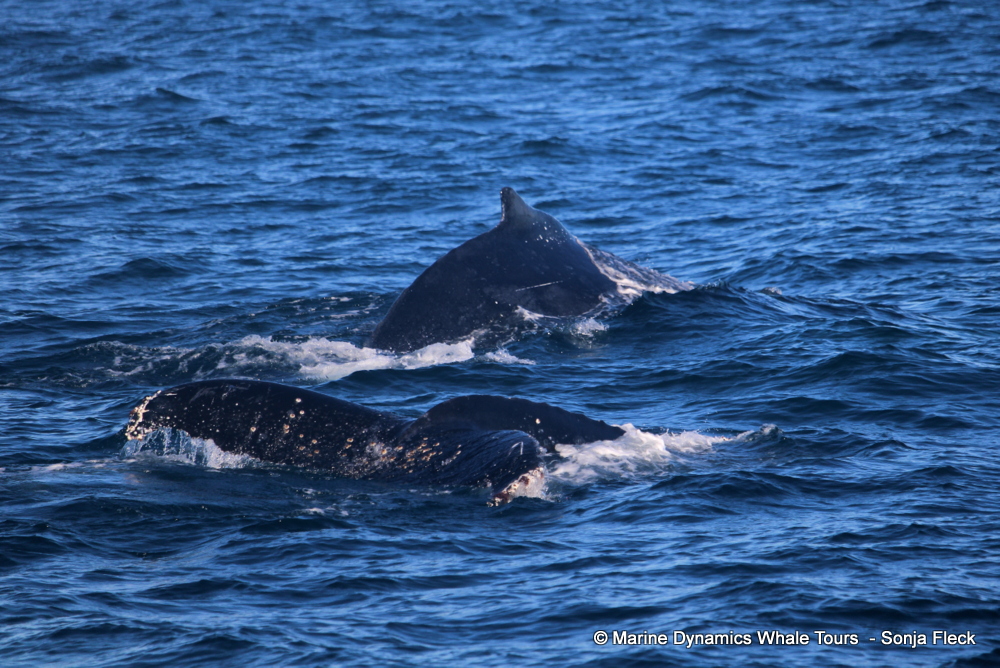 Humpback whale, whale watching, gansbaai, south africa,
