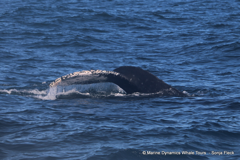 Humpback whale, whale watching, gansbaai, south africa,