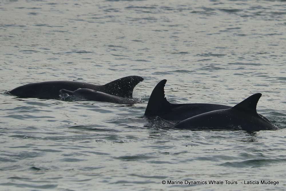 Bottlenose dolphin, whale watching, gansbaai, south africa,