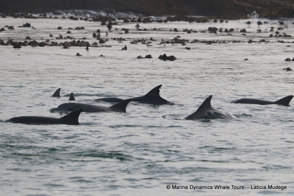 Bottlenose dolphin, whale watching, gansbaai, south africa,