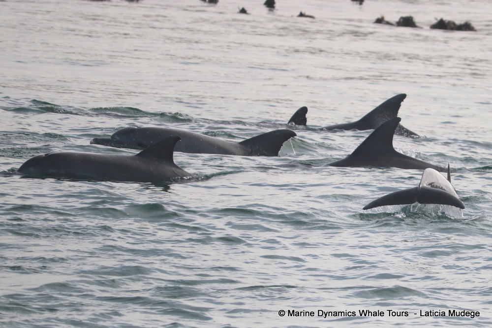 Bottlenose dolphin, whale watching, gansbaai, south africa,