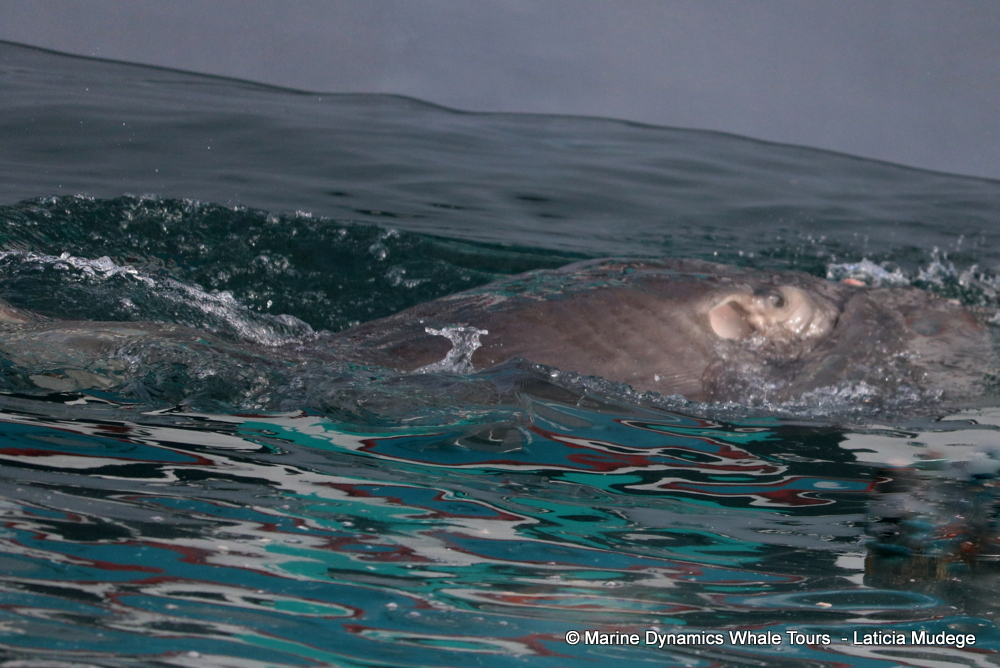 bronze whaler shark, whale watching, gansbaai, south africa,
