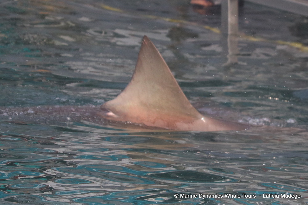bronze whaler shark, whale watching, gansbaai, south africa,