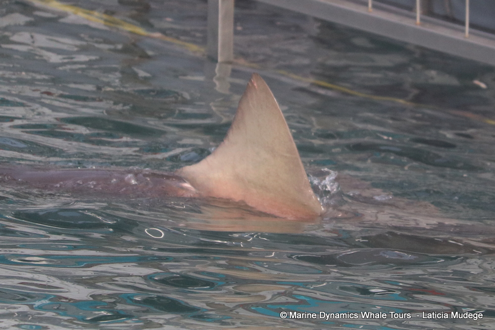 bronze whaler shark, whale watching, gansbaai, south africa,