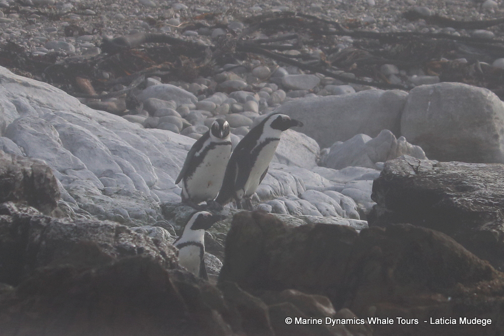 Africa Penguin ,whale watching, gansbaai, south africa,
