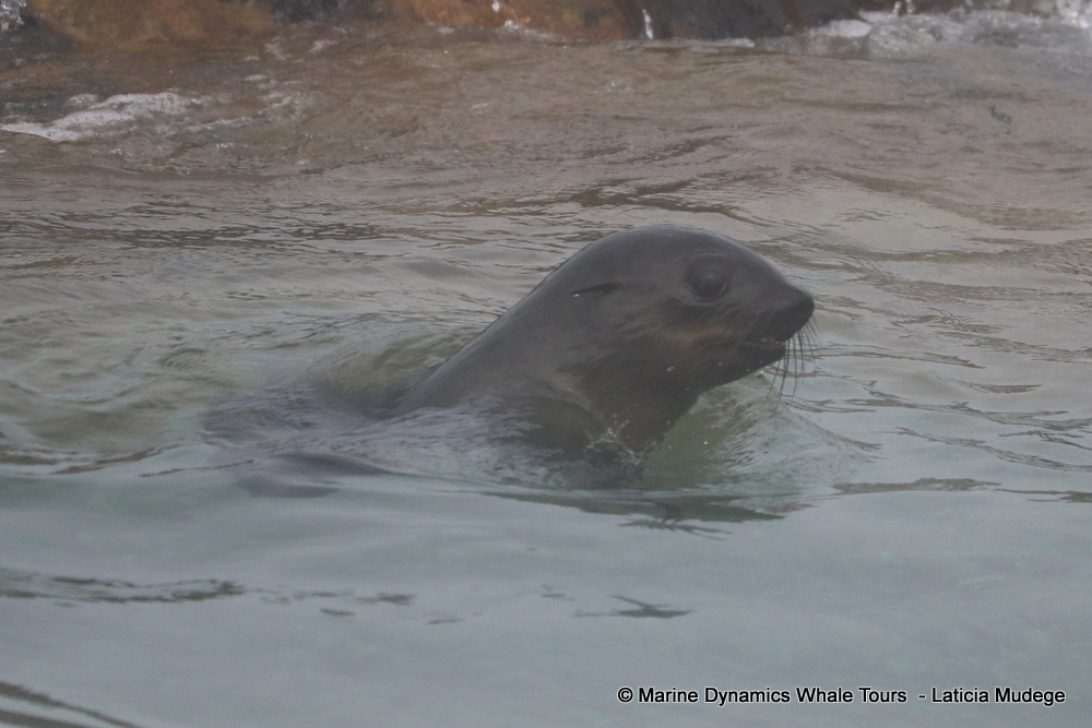 Cape fur seal, whale watching, gansbaai, south africa,