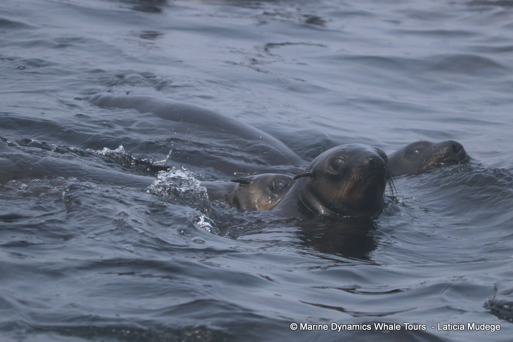 Cape fur seal, whale watching, gansbaai, south africa,