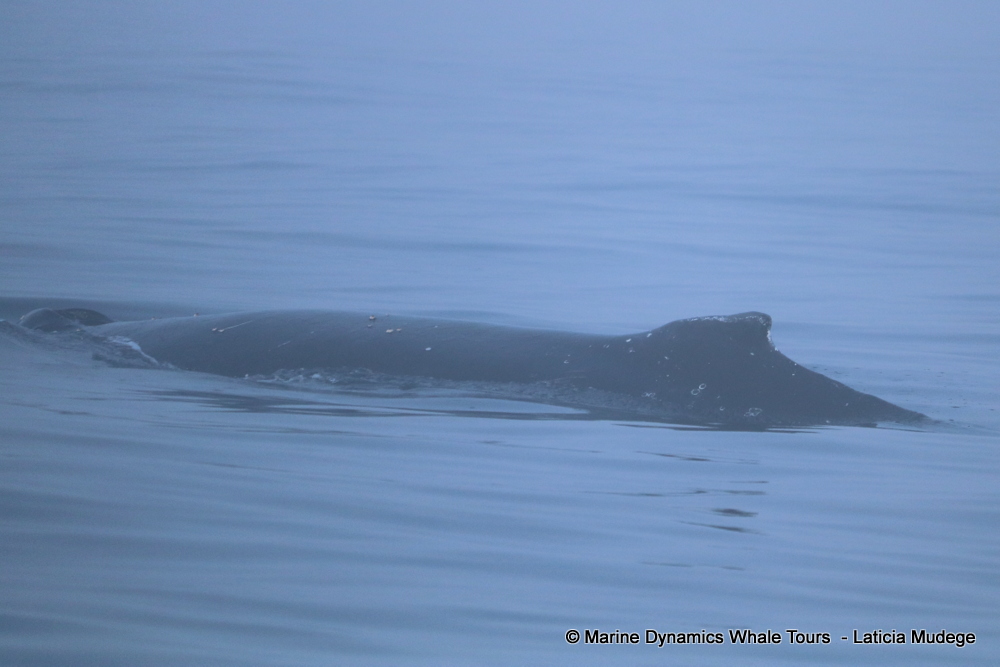 Humpback whale, whale watching, gansbaai, south africa,