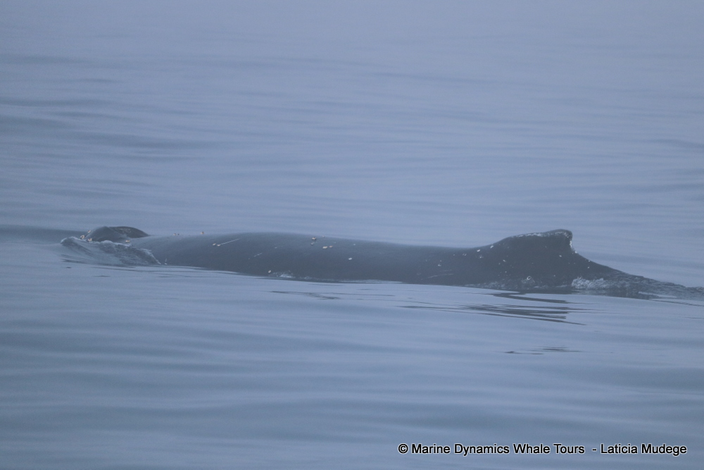 Humpback whale, whale watching, gansbaai, south africa,