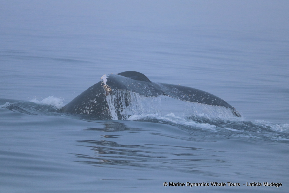 Marine Big 5 Daily Blog 24 May