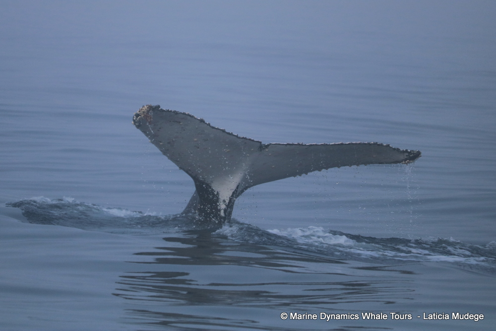 Humpback whale, whale watching, gansbaai, south africa,