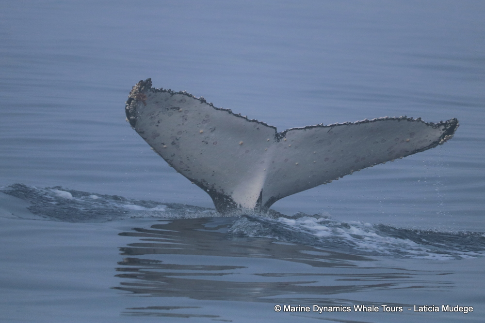 Humpback whale, whale watching, gansbaai, south africa,